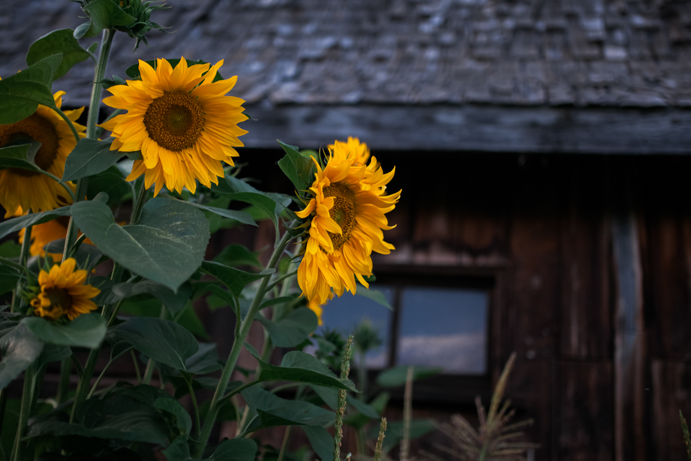 17. sunflowers