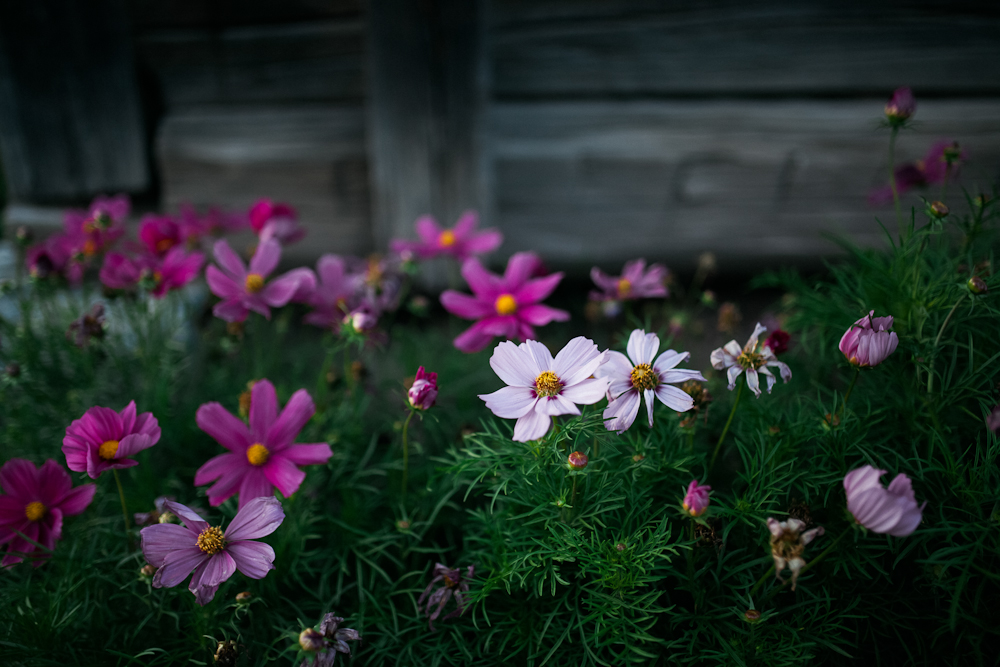 19. alberta-wildflowers
