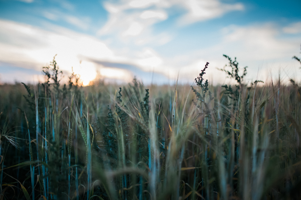 23. wheat-field