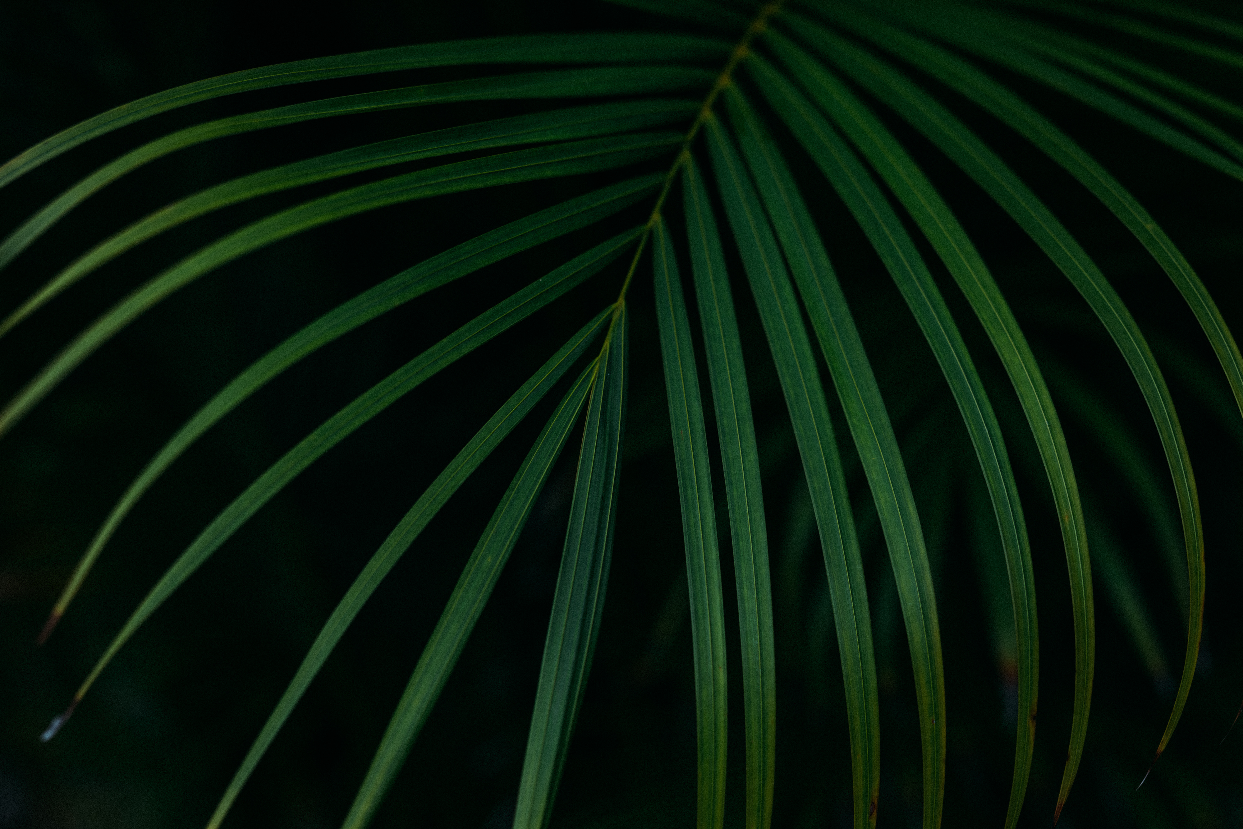 palm leaf