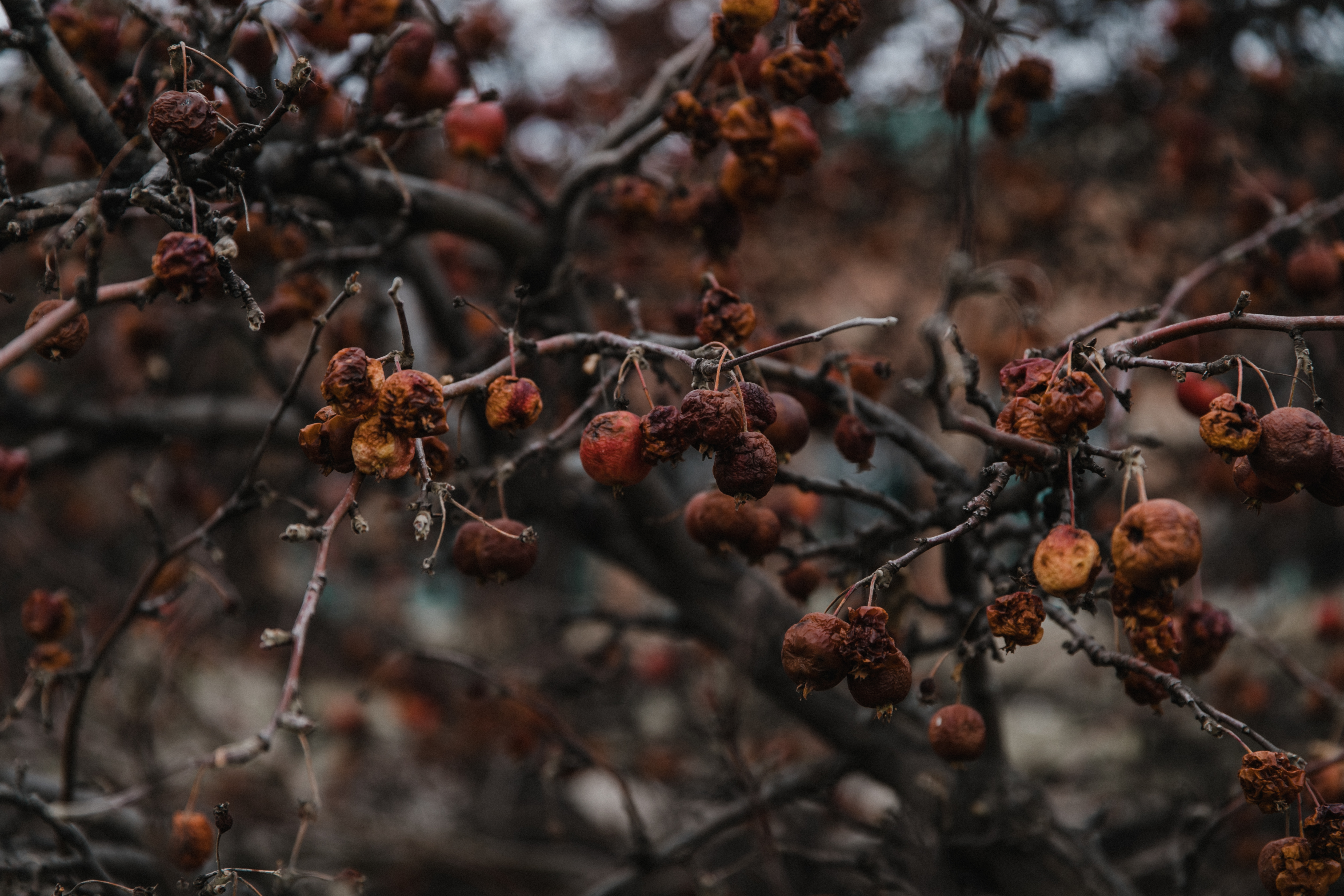 crabapple tree