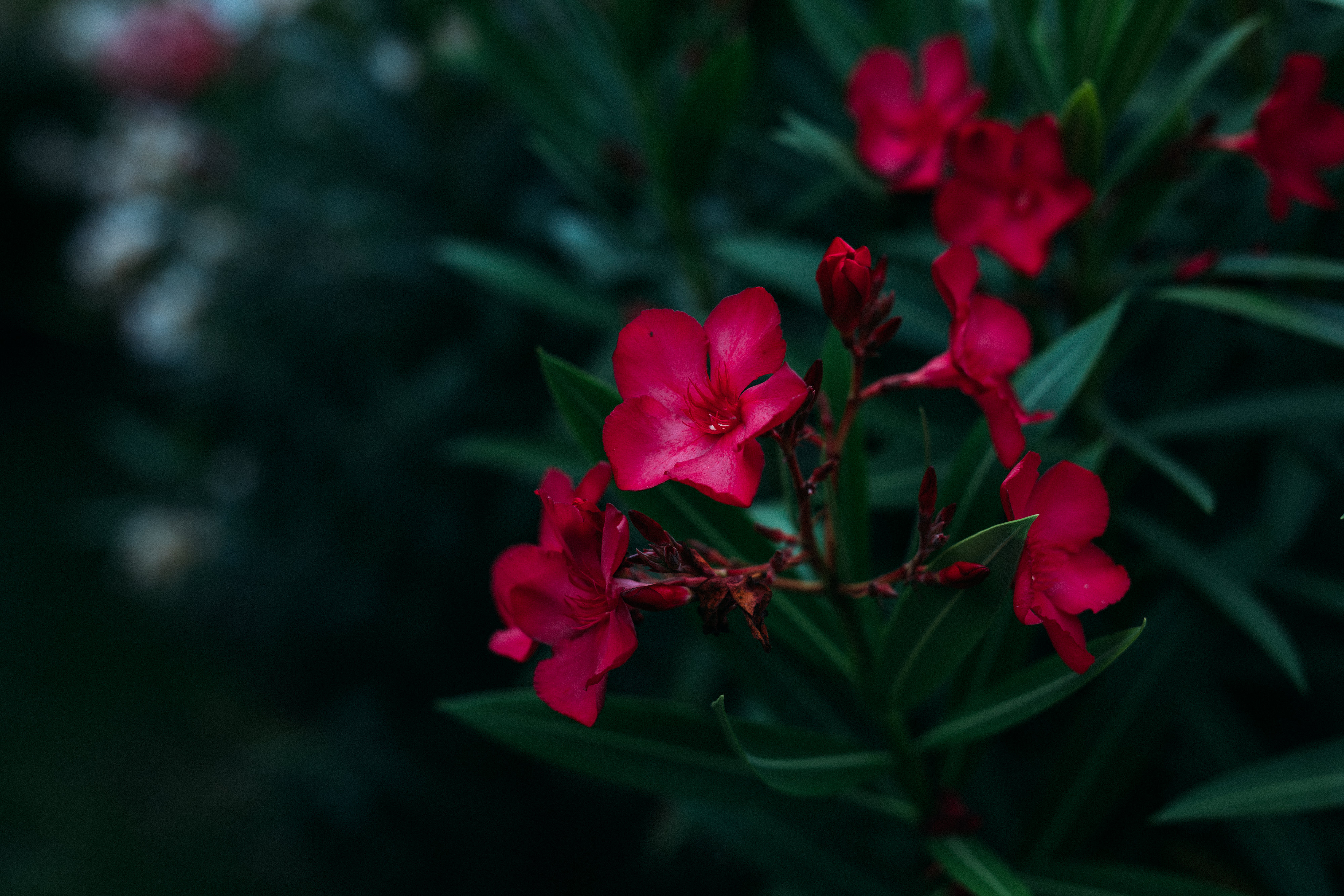 tropical flowers