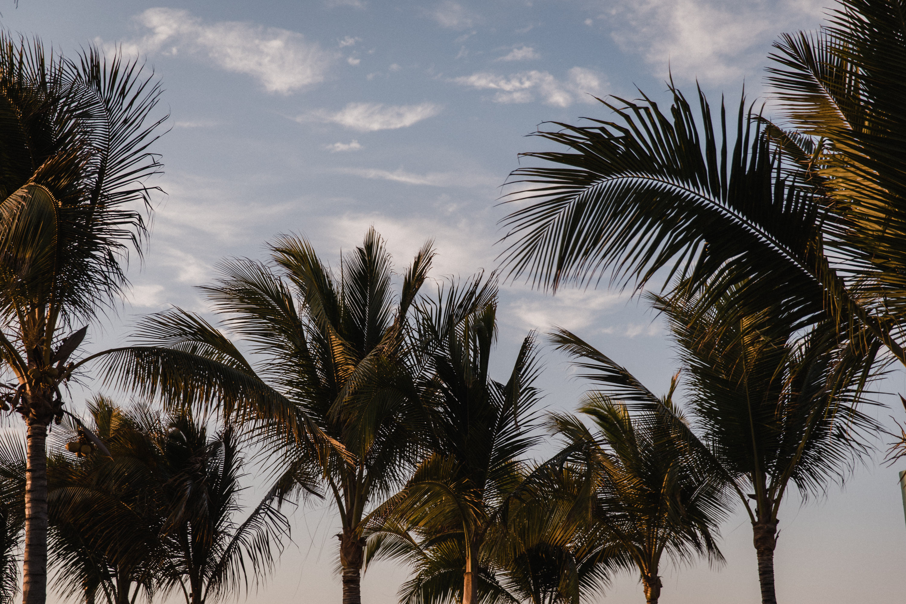 palm trees