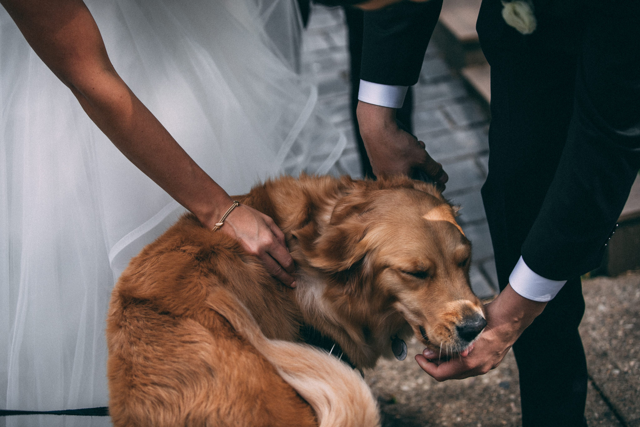 dogs in weddings