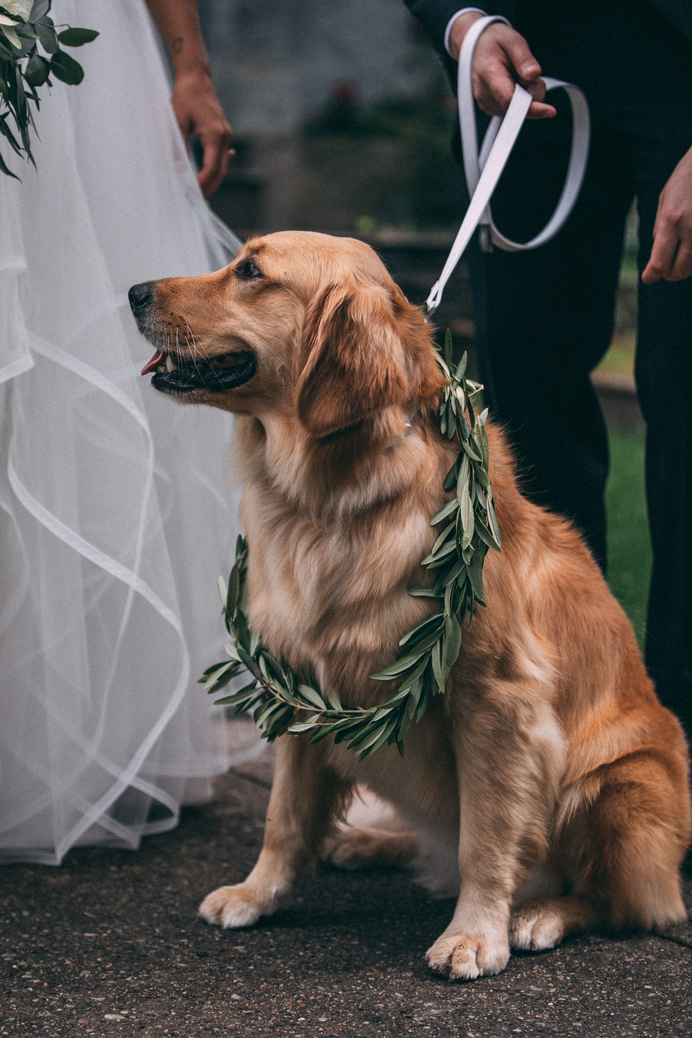 weddings with dogs