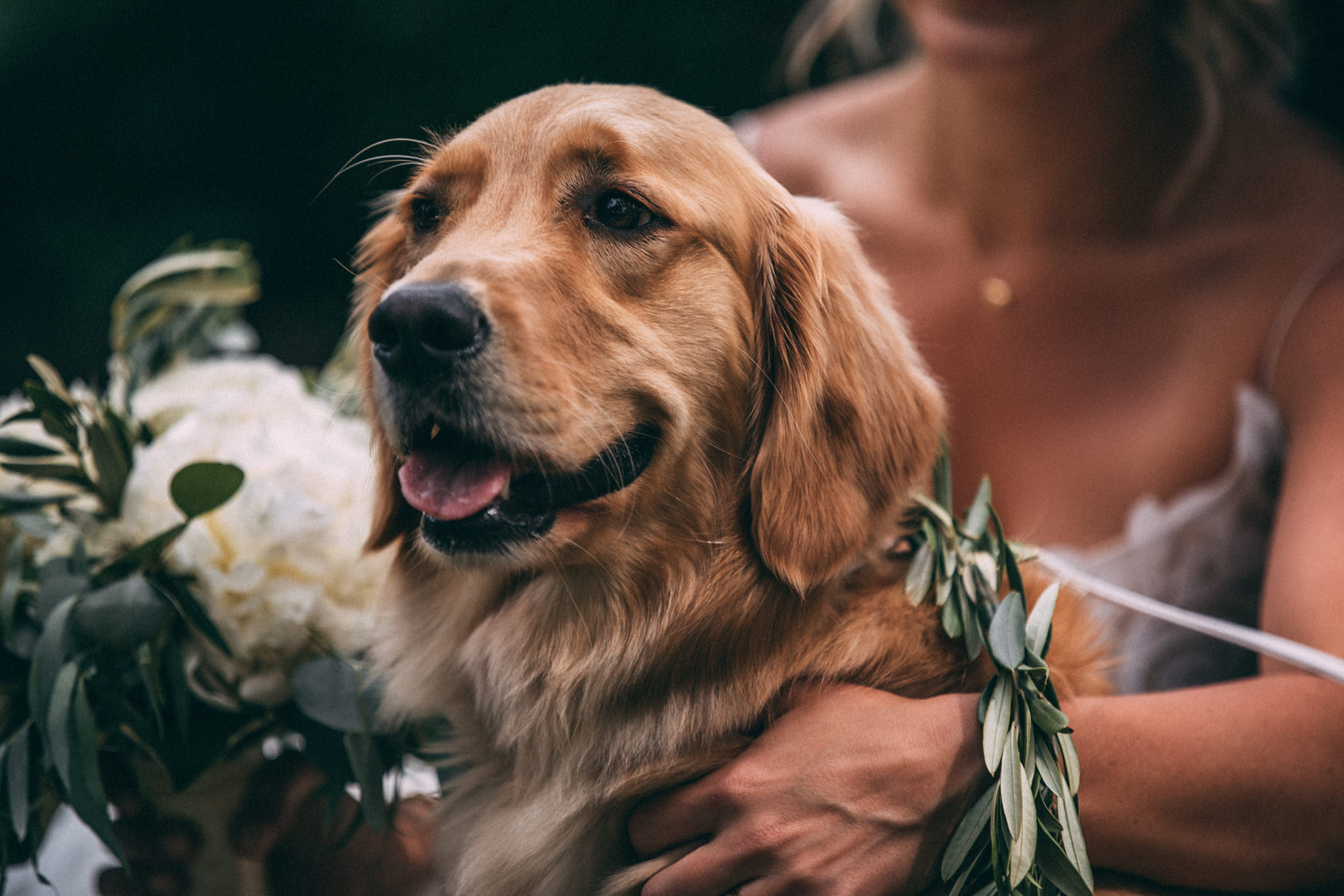 dogs in weddings