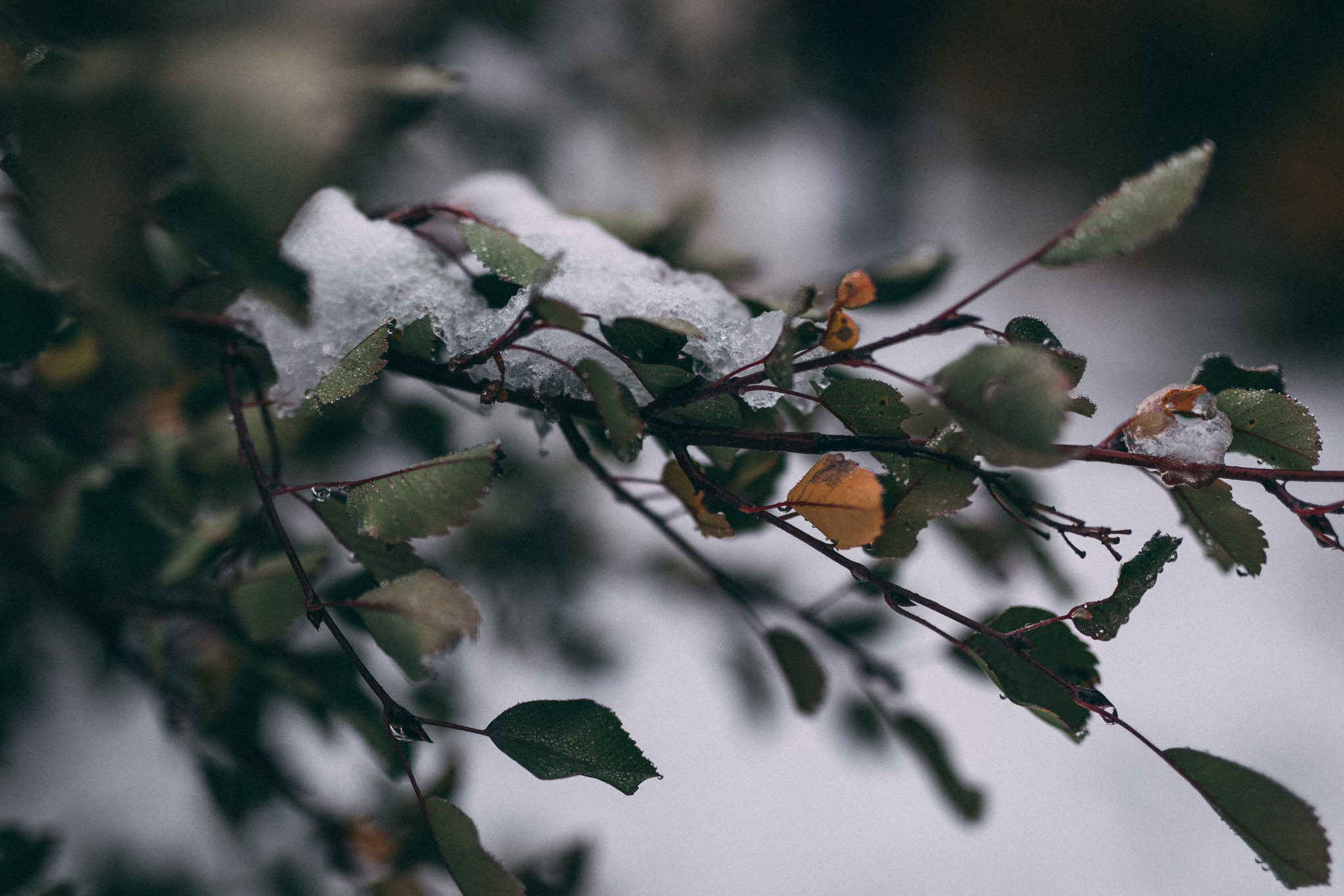 winter wedding