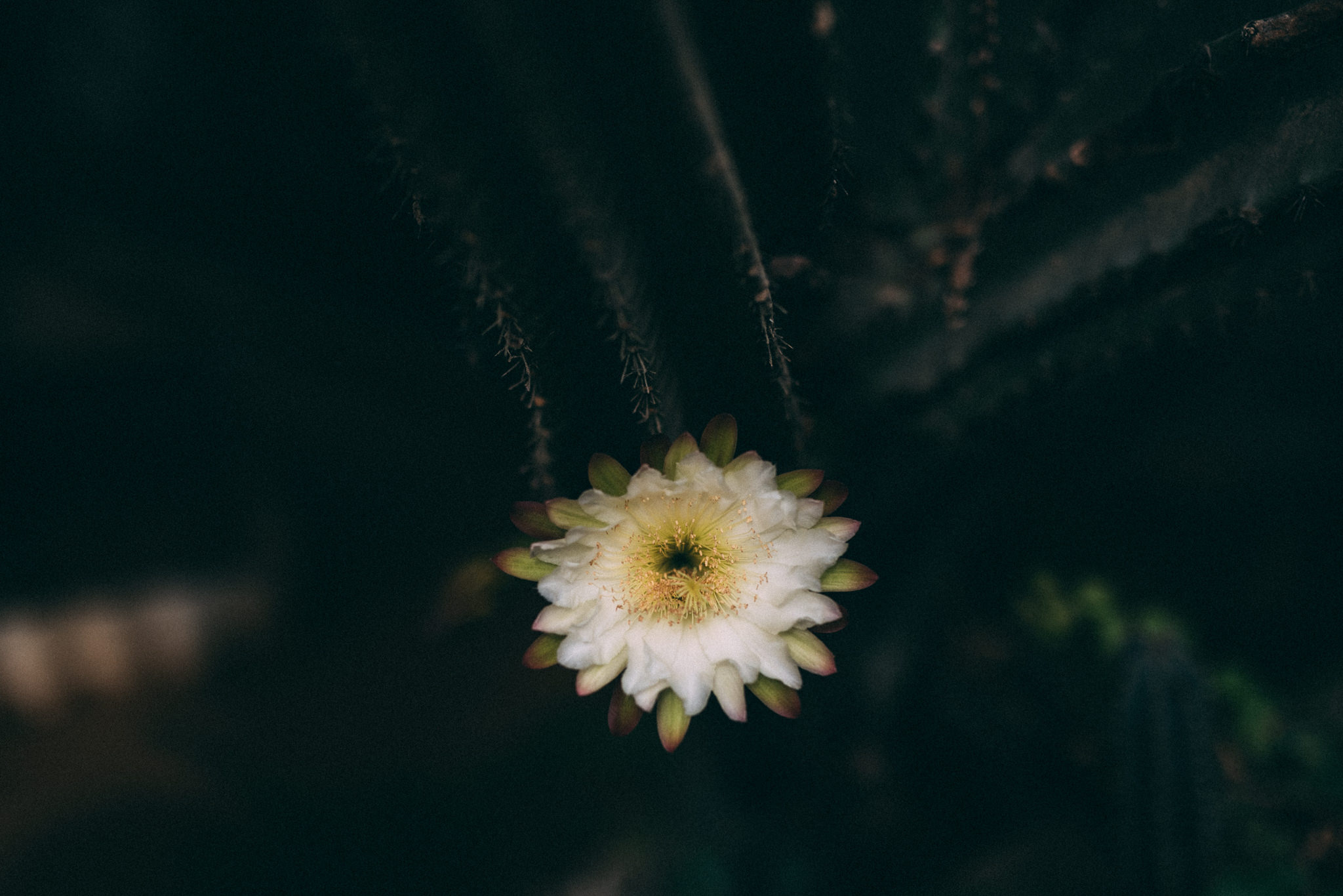 cactus flower