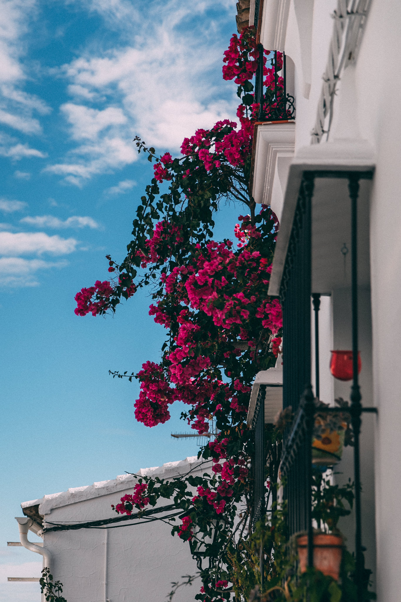 Spanish flowers