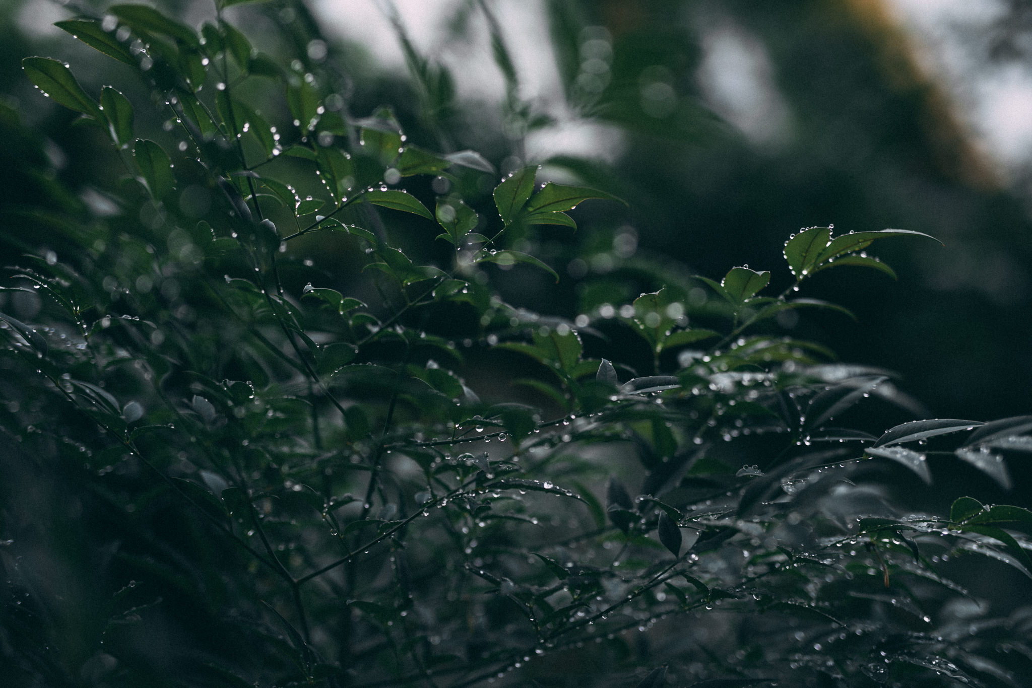 rainy travels